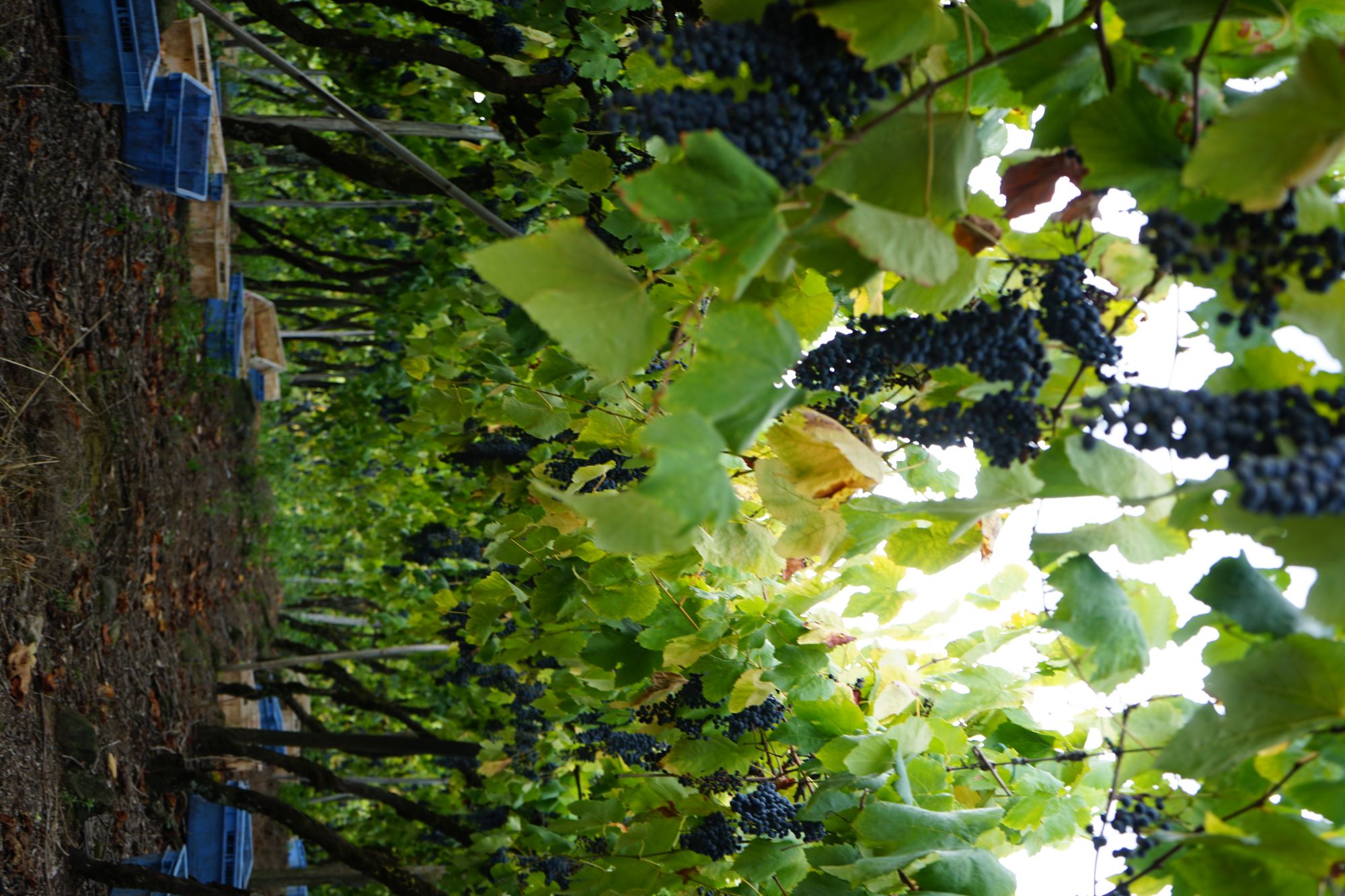 Lidio Carraro - Klar til høst